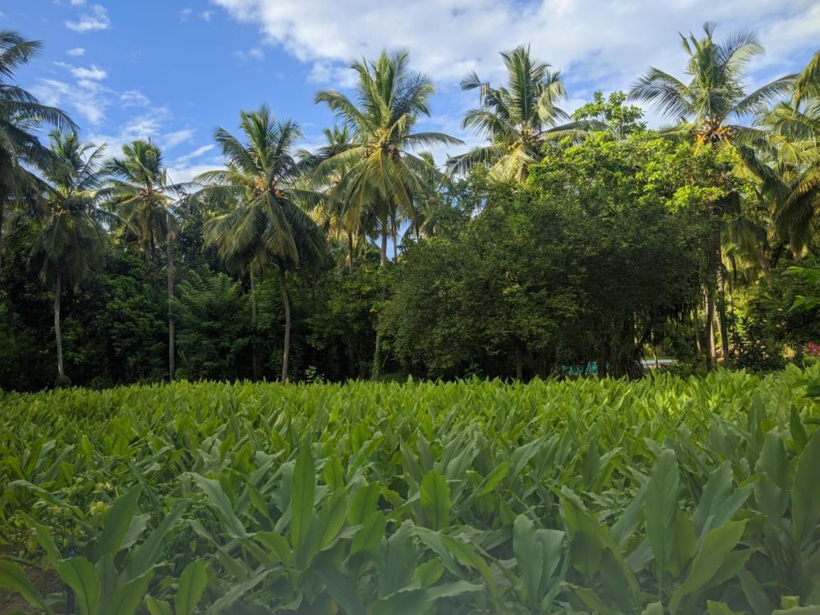 Soba Lanka Holiday Resort Melsiripura Kültér fotó
