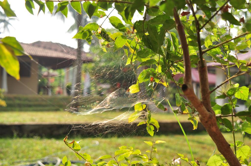 Soba Lanka Holiday Resort Melsiripura Kültér fotó