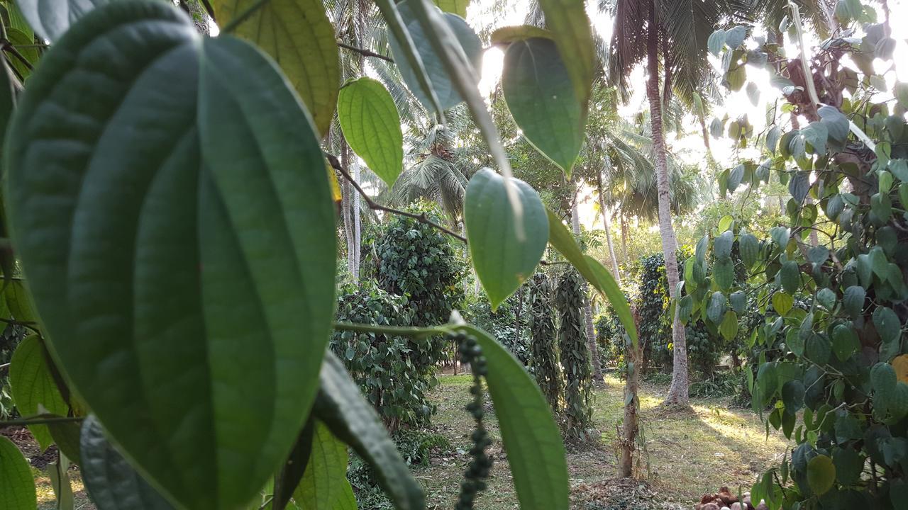 Soba Lanka Holiday Resort Melsiripura Kültér fotó